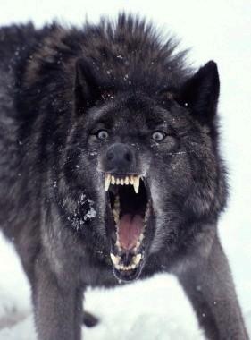 black wolf