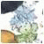 winnerisland-Derce